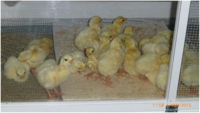 Putenküken